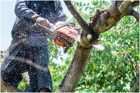 tree services Vader